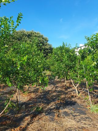 최동수님의 기타작물 · 영농일지 작성글 사진