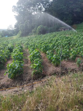 오영균 님의 들깨 · 영농일지 작성글 사진