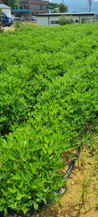 강화초보농부님의 고구마 · 영농일지 작성글 사진