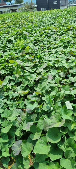 강화초보농부님의 고구마 · 영농일지 작성글 사진