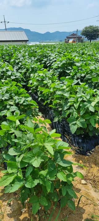 강화초보농부님의 고구마 · 영농일지 작성글 사진