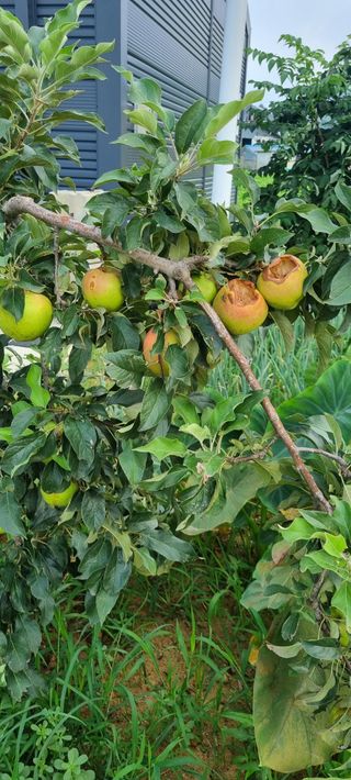 강화초보농부님의 고구마 · 영농일지 작성글 사진