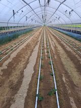 팜모닝 오이·영농일지 게시글 이미지