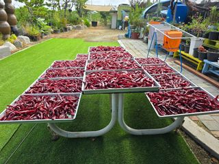 망월리농부님의 고추 · 영농일지 작성글 사진