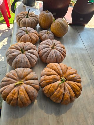 망월리농부님의 고추 · 영농일지 작성글 사진