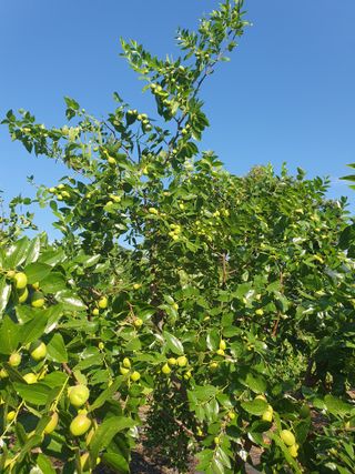 최동수님의 기타작물 · 영농일지 작성글 사진