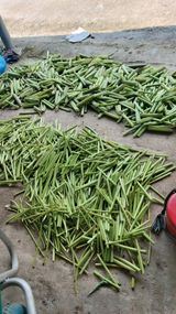 팜모닝 기타작물·영농일지 게시글 이미지