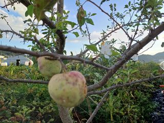 면화(綿花)金斗漢님의 자유주제 · 자유게시판 작성글 사진