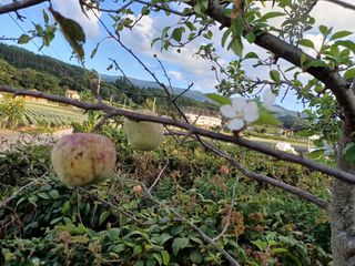 면화(綿花)金斗漢님의 자유주제 · 자유게시판 작성글 사진