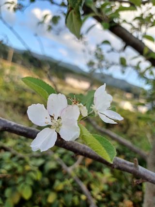 면화(綿花)金斗漢님의 자유주제 · 자유게시판 작성글 사진