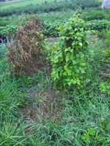 팜모닝 농사, 무엇이든 물어보세요!·참여글 게시글 이미지