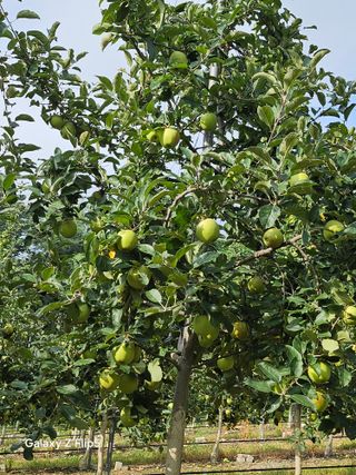 정상붕님의 사과 · 영농일지 작성글 사진