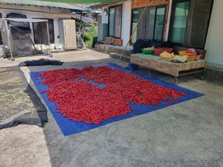 김재승님의 고추 · 영농일지 작성글 사진