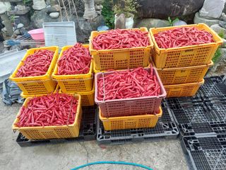 지금은 공돌이님의 고추 · 영농일지 작성글 사진