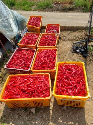 지금은 공돌이님의 고추 · 영농일지 작성글 사진