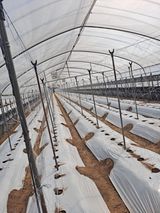 팜모닝 콩·영농일지 게시글 이미지