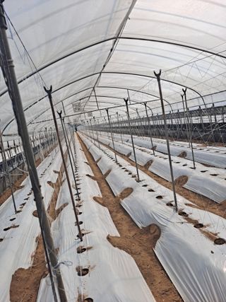 콩아줌마님의 콩 · 영농일지 작성글 사진