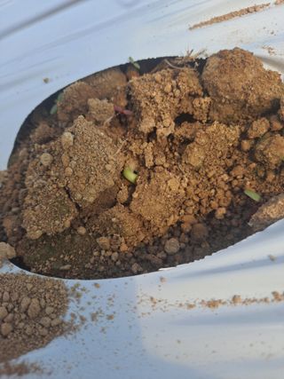 콩아줌마님의 콩 · 영농일지 작성글 사진