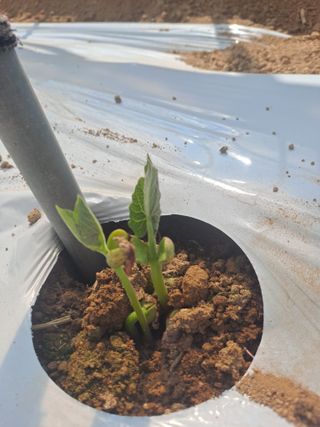 콩아줌마님의 콩 · 영농일지 작성글 사진