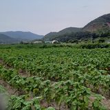 팜모닝 들깨·영농일지 게시글 이미지