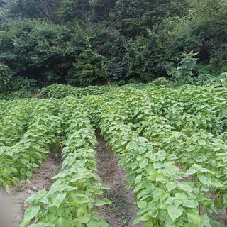 김상원 님의 들깨 · 영농일지 작성글 사진