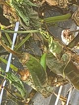 팜모닝 고추·병해충상담 게시글 이미지