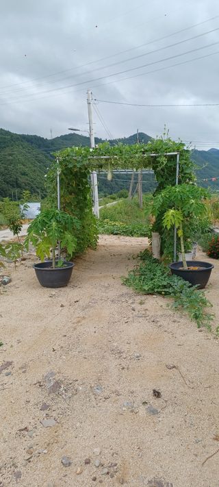 고풍마님님의 참깨 · 영농일지 작성글 사진