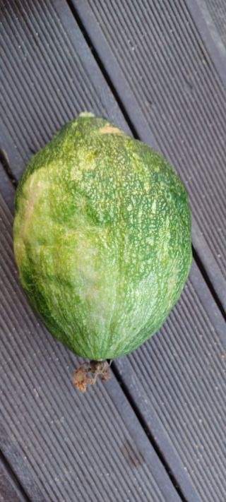 고풍마님님의 참깨 · 영농일지 작성글 사진