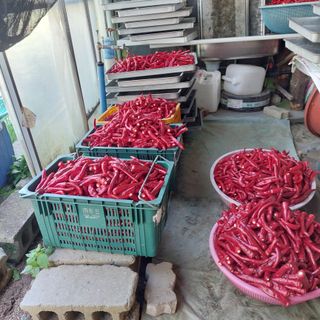 강원도 횡성군님의 고추 · 영농일지 작성글 사진