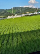 팜모닝 벼·영농일지 게시글 이미지