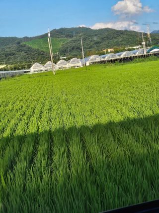 김덕조님의 벼 · 영농일지 작성글 사진