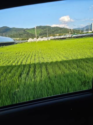 김덕조님의 벼 · 영농일지 작성글 사진