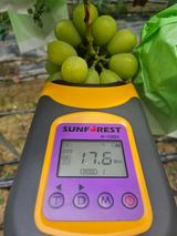 팜모닝 포도·영농일지 게시글 이미지