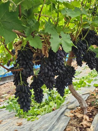 최지훈님의 포도 · 영농일지 작성글 사진