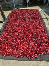 팜모닝 고추·영농일지 게시글 이미지