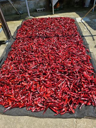 복숭아17556님의 고추 · 영농일지 작성글 사진