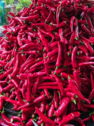 복숭아17556님의 고추 · 영농일지 작성글 사진