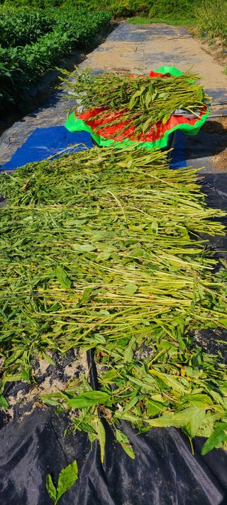 풀잎사랑님의 자유주제 · 자유게시판 작성글 사진