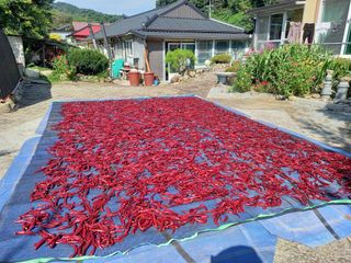 봉골농장님의 자유주제 · 자유게시판 작성글 사진