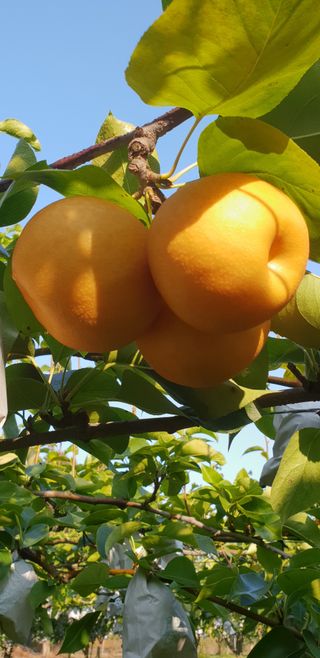 퍼피과수원님의 💚우리 동네 자랑하기 · 참여글 작성글 사진