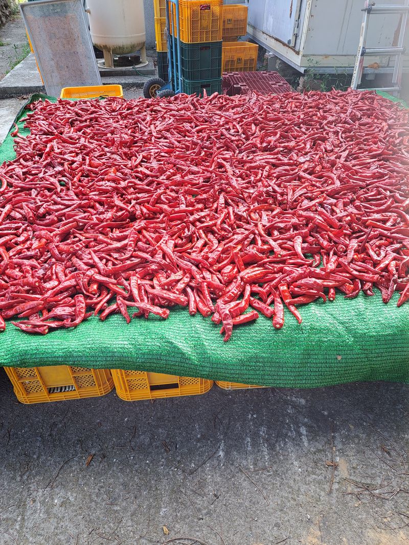 박수정님의 장터 판매 상품 [25년도청양고추가루 600g] 첨부 사진