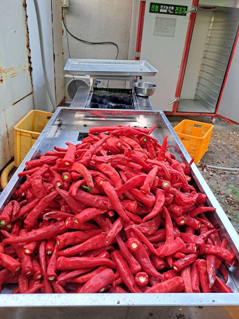 박수정님의 장터 판매 상품 [25년도청양고추가루 600g] 첨부 사진