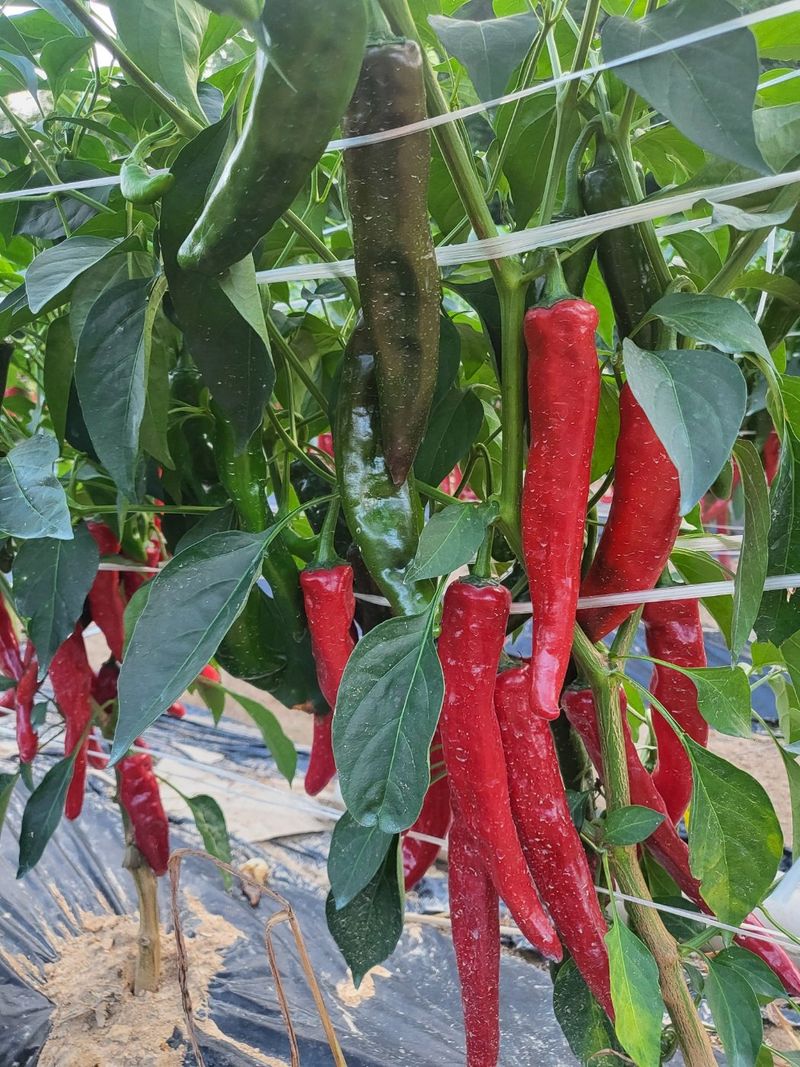 박수정님의 장터 판매 상품 [25년도청양고추가루 600g] 첨부 사진