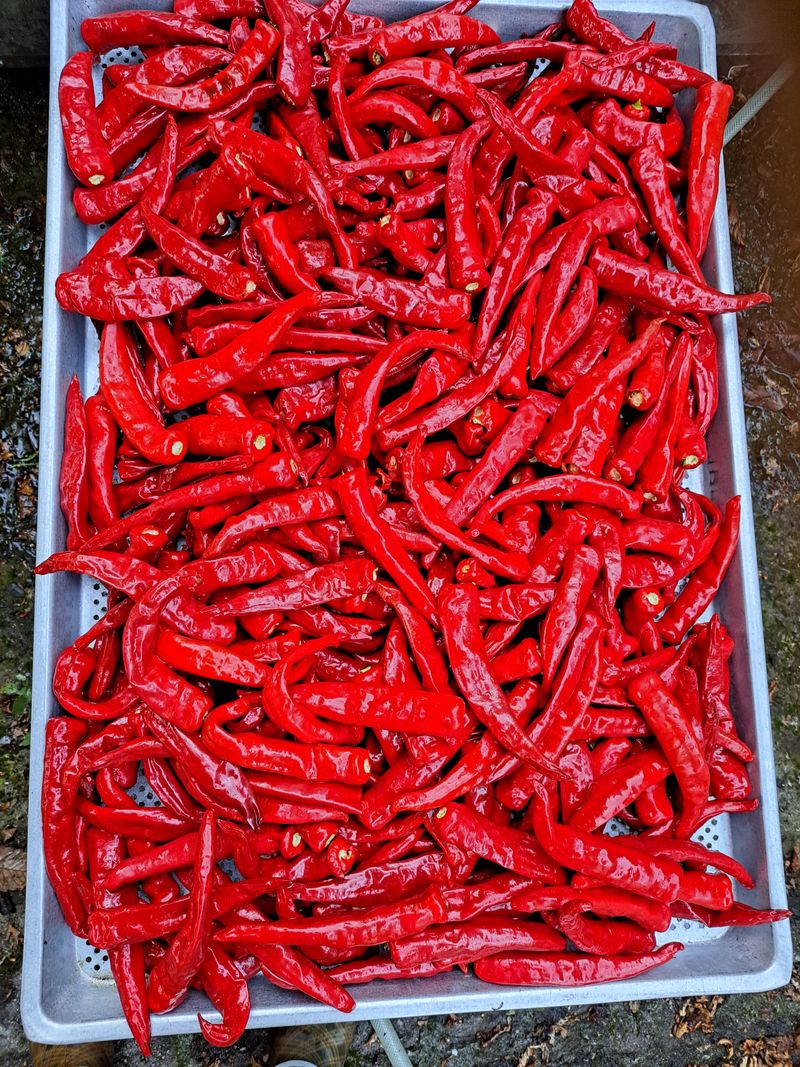 박수정님의 장터 판매 상품 [25년도청양고추가루 600g] 첨부 사진