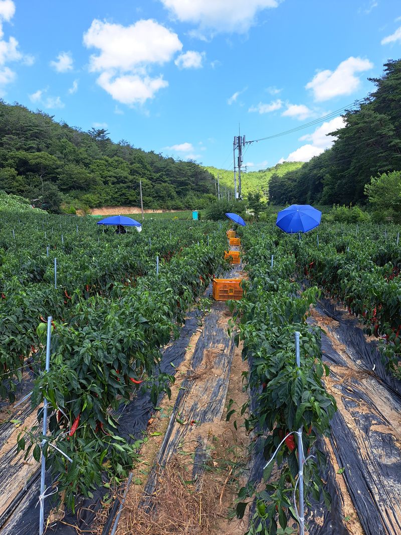 박수정님의 장터 판매 상품 [25년도청양고추가루 600g] 첨부 사진