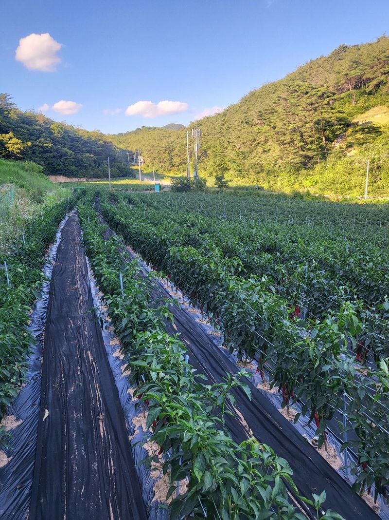 박수정님의 장터 판매 상품 [25년도청양고추가루 600g] 첨부 사진