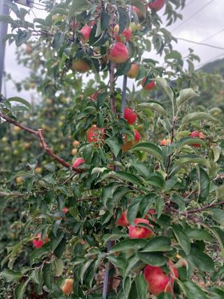 깍꽁짱똘 이순자님의 💚우리 동네 자랑하기 · 참여글 작성글 사진