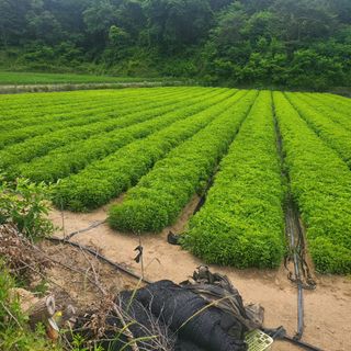 노지잔대재배7년차님의 💚우리 동네 자랑하기 · 참여글 작성글 사진