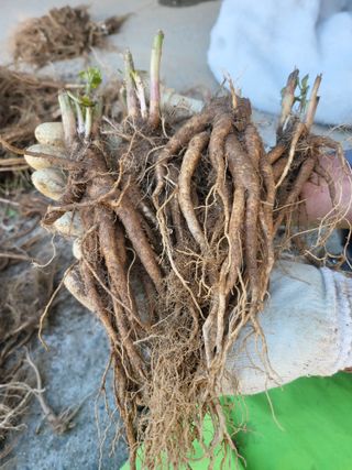 노지잔대재배7년차님의 💚우리 동네 자랑하기 · 참여글 작성글 사진