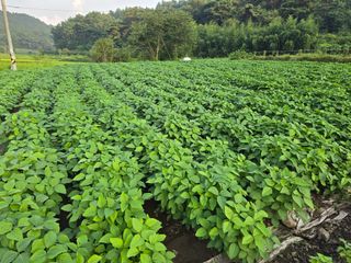 藝園님의 자유주제 · 자유게시판 작성글 사진